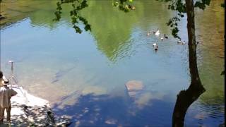 Blackberry Creek Mini Farm Ducks #SavingZoeMovie Video