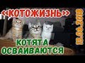 Котята осваиваются! ❖ КОТОЖИЗНЬ! 13 июня 2018