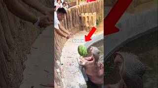 Hungry Hippo Missed Again!” 🐛#explore #shorts #youtube