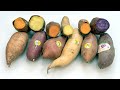 Produce Geek's Guide to Sweet Potatoes!