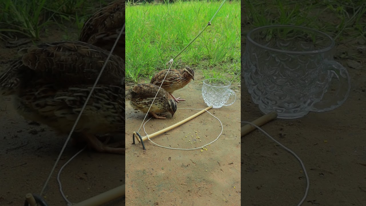 Really Quick Bird Traps - Unique Quail Trap 