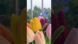 Handmade diy pipe cleaner tulips flowers#diy #gift #diyflower #diycrafts #flowercraft #flower #craft