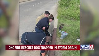 OKC firefighters save dog trapped in storm drain