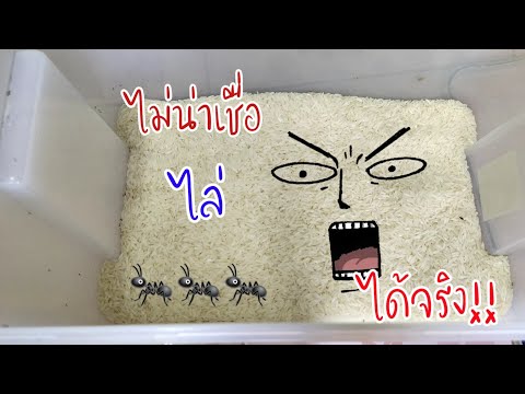 วีดีโอ: มดขาวมีอีกชื่อหนึ่งว่าอะไร?