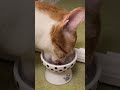 食べ終わった後「大好なちゅ~るありがと🩷😺」お例言いに来る猫 #猫のいる暮らし