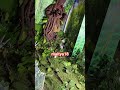 One tree one life | একটি গাছ একটি প্রাণ #maitya18 #shorts #ytshorts #life #tree #fancy