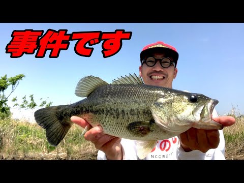 【バス釣り】スクーパーフロッグダディやばいって！ゴールデンウィークに炸裂！