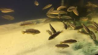 #Auratus #Fishvideo #Fish #Animals