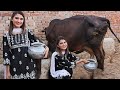 Nimra Ali Village Ma Gay  ka Doodh Nikalte Howay | Village Life Vlog@Crazy Comedy