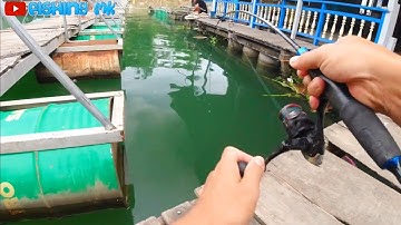 câu cá dính tôm càng khủg | fishing mk review