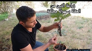 زراعة التين بسهولة مطلقة, How to grow fig cuttings, incir köklendirme yöntemi