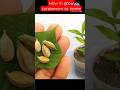 How To Grow Cardamom From Seeds Green Gardening How To Grow Cardamom From Seeds Green Gardening