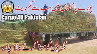 ALFALFA HAY IN PAKISTAN KHUSHK LOOSAN | GOAT DRY FOOD | BEST GOAT FEED