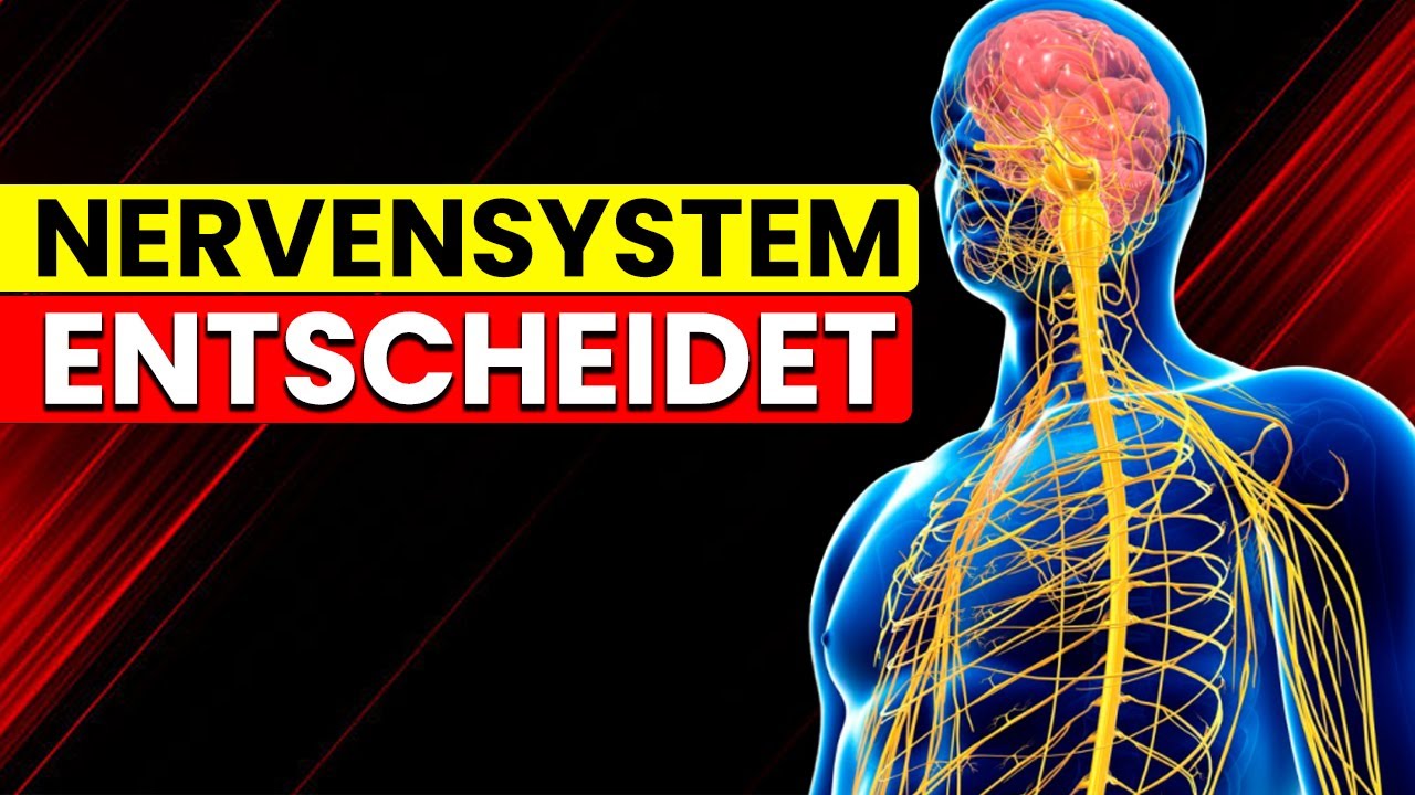 Warum Dein Nervensystem Über Erfolg Oder Burnout Entscheidet