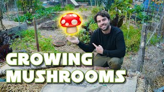 Wine Cap Mushrooms: Building Outdoor Mushroom Beds!