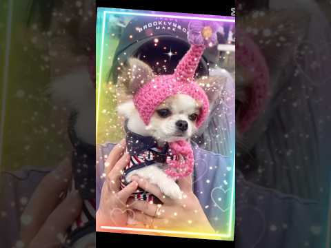 【生後10ヶ月チワワ】ピ◯ミンになったココ🐶💕今日ビジュ良いじゃん🤭♪ #チワワ #chihuahua #dog #pets #癒し #愛犬 #子犬