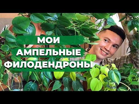 Видео: Бранди Филодендрон сорт: Филодендрон Брандтианум ургамлыг хэрхэн ургуулах вэ