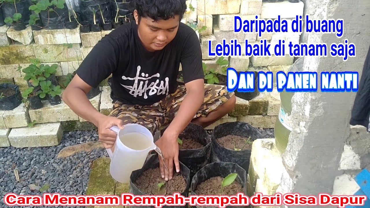 Cara Menanam Rempah-rempah dari Sisa Dapur 