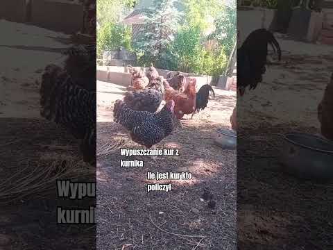 Wypuszczanie kur z kurnika #youtubeshorts #shorts #short #like #farm