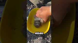 ¿Por qué los búhos bebés no se asustan cuando los tocan? #shorts
