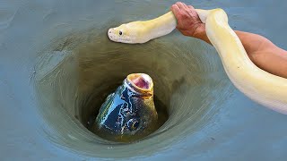 Experiment: Use Python To Catch Fish From Underground Hole - How To Catch Unique Fish #009