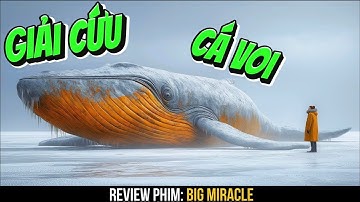 Review phim: Những CHÚ CÁ VOI cầu cứu CON NGƯỜI để cứu CÁ VOI CON mắc kẹt và trốn thoát khỏi NGƯ DÂN