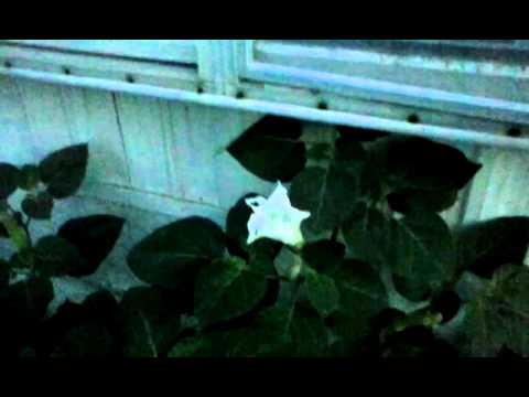 Realtime video of moonflower blooming