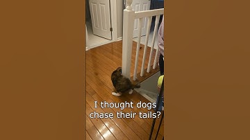 Thumbnail of Roxie Chasing Her Tail!