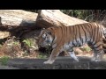 20130302 浜松市動物園・アムールトラのミーの常同行動