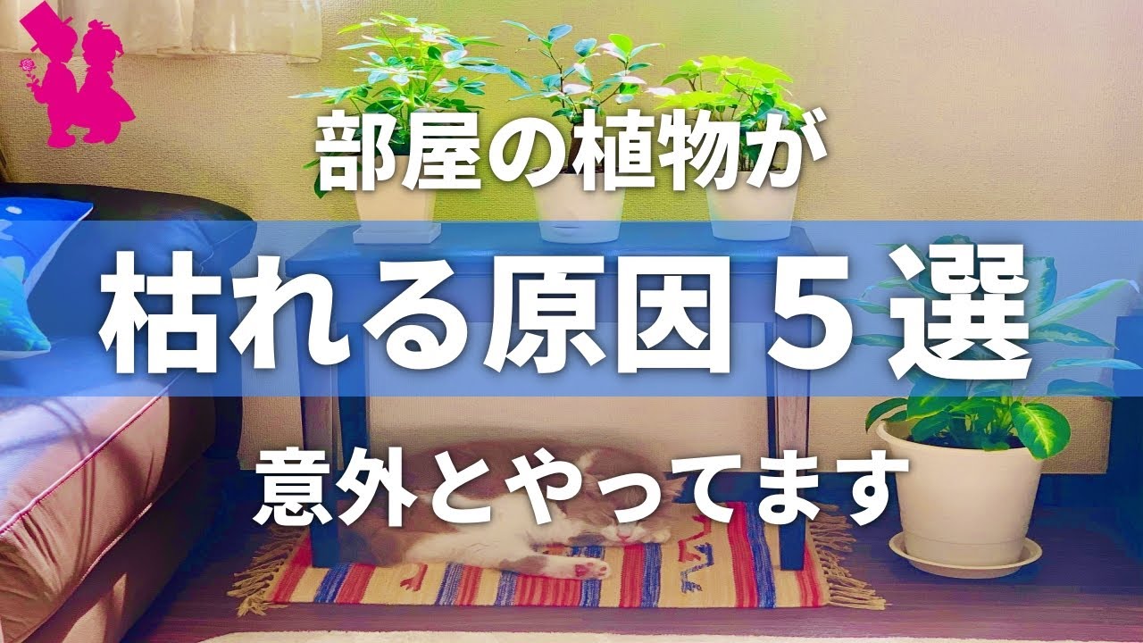 インテリア 部屋の植物が枯れる原因5つを園芸農家が教えます Youtube