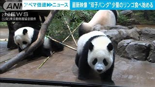 上野動物園の双子パンダ　“固形物”リンゴ食べ始める(2022年6月28日)