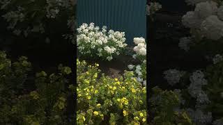 Цветущие Гортензии В Саду #Дача #Цветы #Гортензии #Сад #Garden #Flower #Flowering