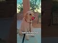 Labrador Max dog 🐶🫶 #viral #doggielife #funny #labrador #funnydog #funnypet #comedy #funniestvideo
