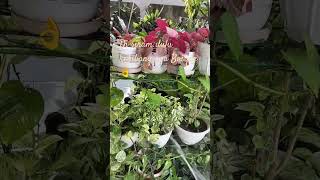 Nyiram kembang dulu Bosque 👌🤗 #fypviral #tanamanhias #terasrumah #videoshort