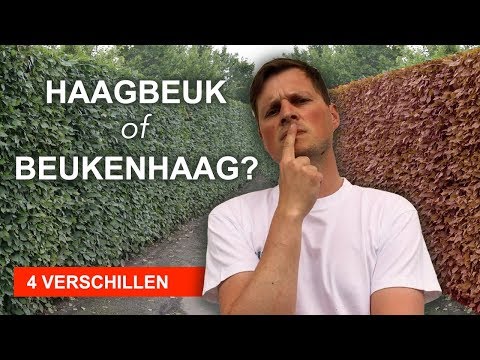 Video: Brede Kroon Van Haagbeuk