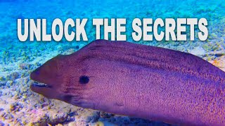 Discover the Wonders of the Red Sea: A Journey into Marine Life and Coral Reefs | Full Documentary