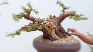 Quercus Ilex future bonsai #bonsai #yamadoribonsai #bonsaitechniques