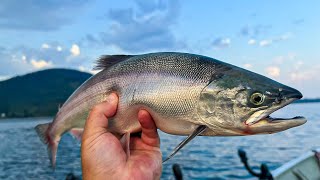 Chasing Monster Kokanee! My Last Kokanee Trip of the Year Net Worth