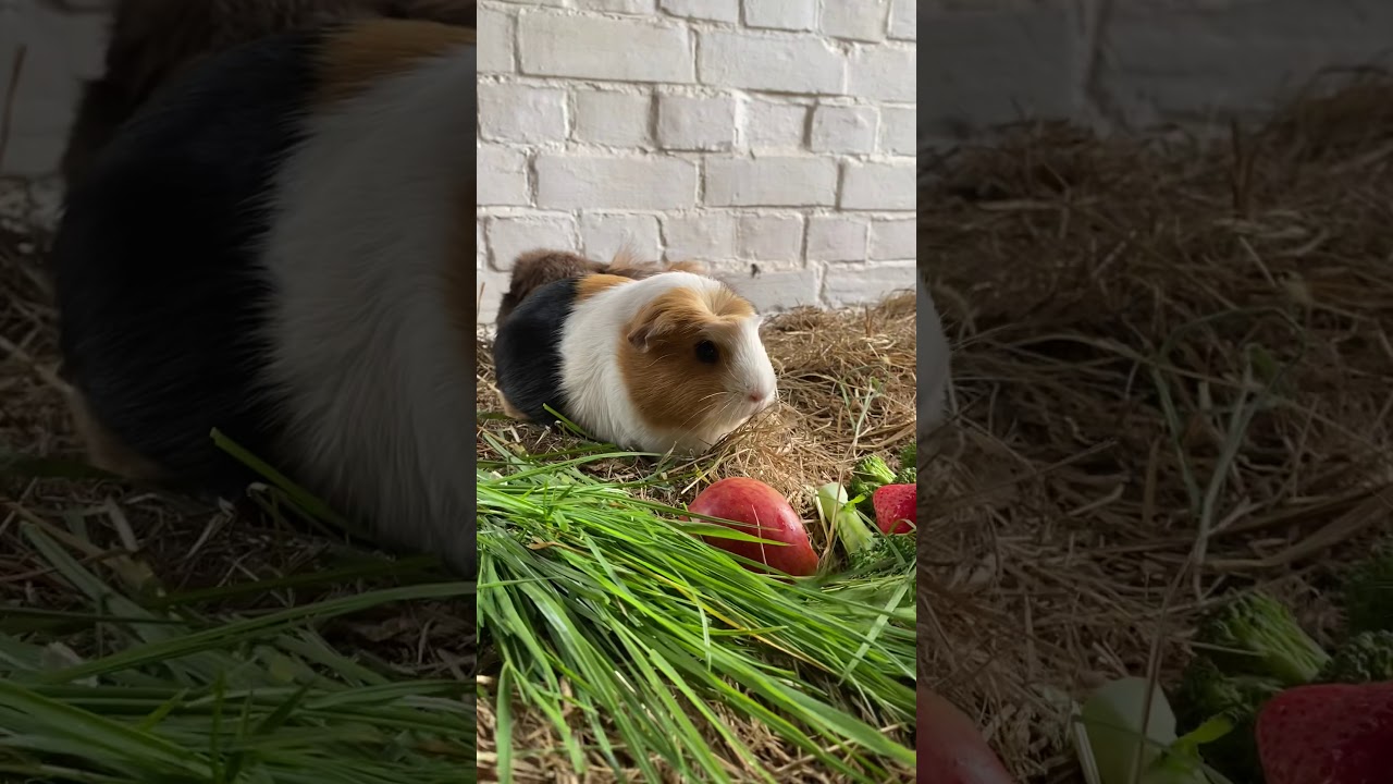 Our rescue guinea pig 