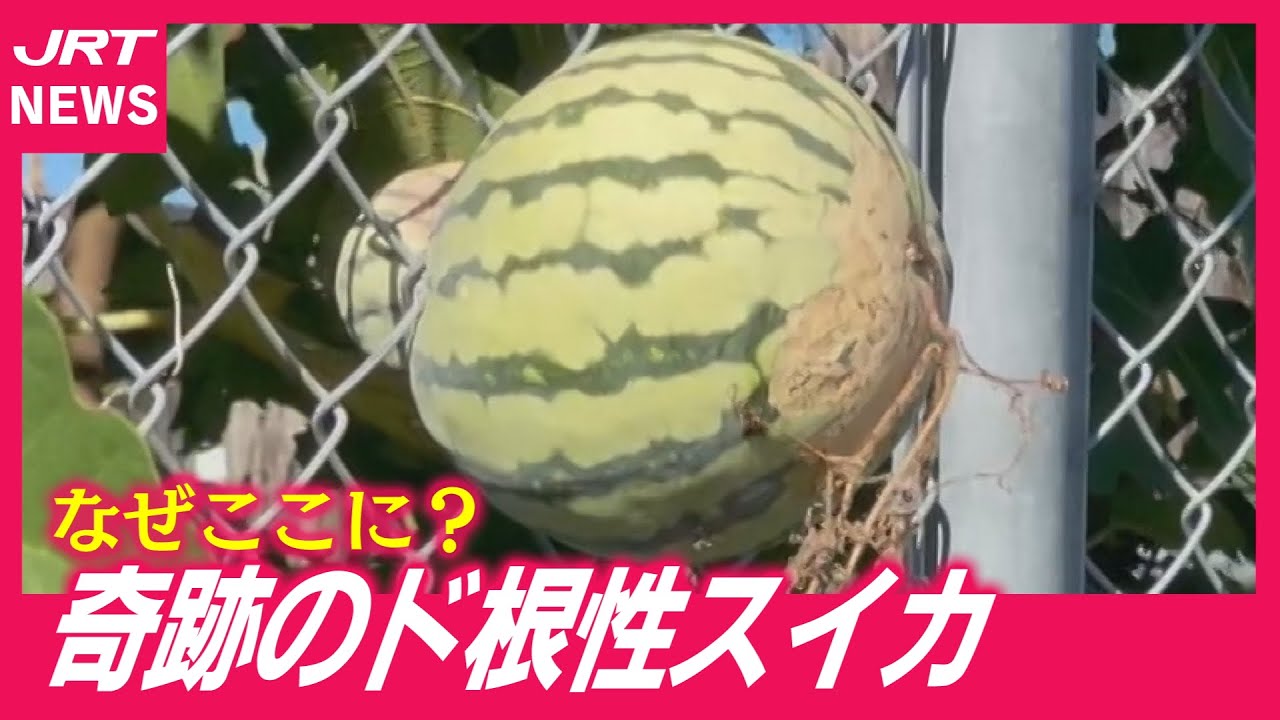 動画｜JRT四国放送