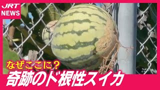 スイカ　波兎暖簾&瓢箪暖簾 Weiss Schwarz/Goddess of Victory: Nikke]