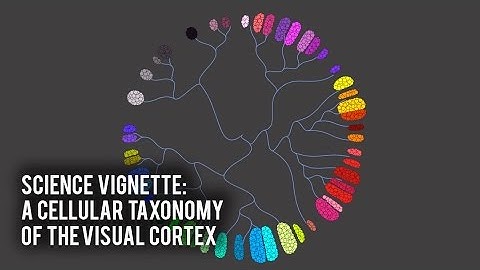 Science Vignette: A Cellular Taxonomy of the Visual Cortex
