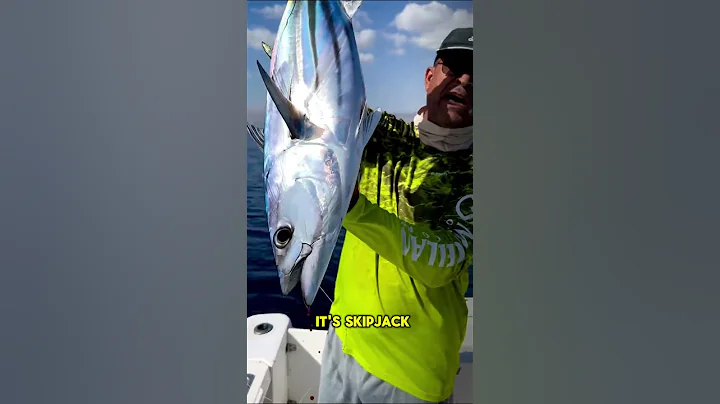 The SHOCKING Reason Canned Tuna Is SO CHEAP Compared To Fresh Tuna