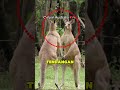4 Hewan yang Cara Bertarungnya Seperti Seni Bela Diri🥊🐊