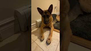 German Shepherd learning to leave it | GSD and mommy