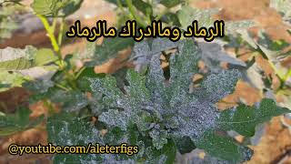 الرماد وماادراك ماالرماد