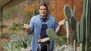 Características Del Cactus Opuntia Reproducción Y Variedades - Bricomanía -
