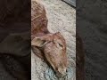 Gau_sevak is live