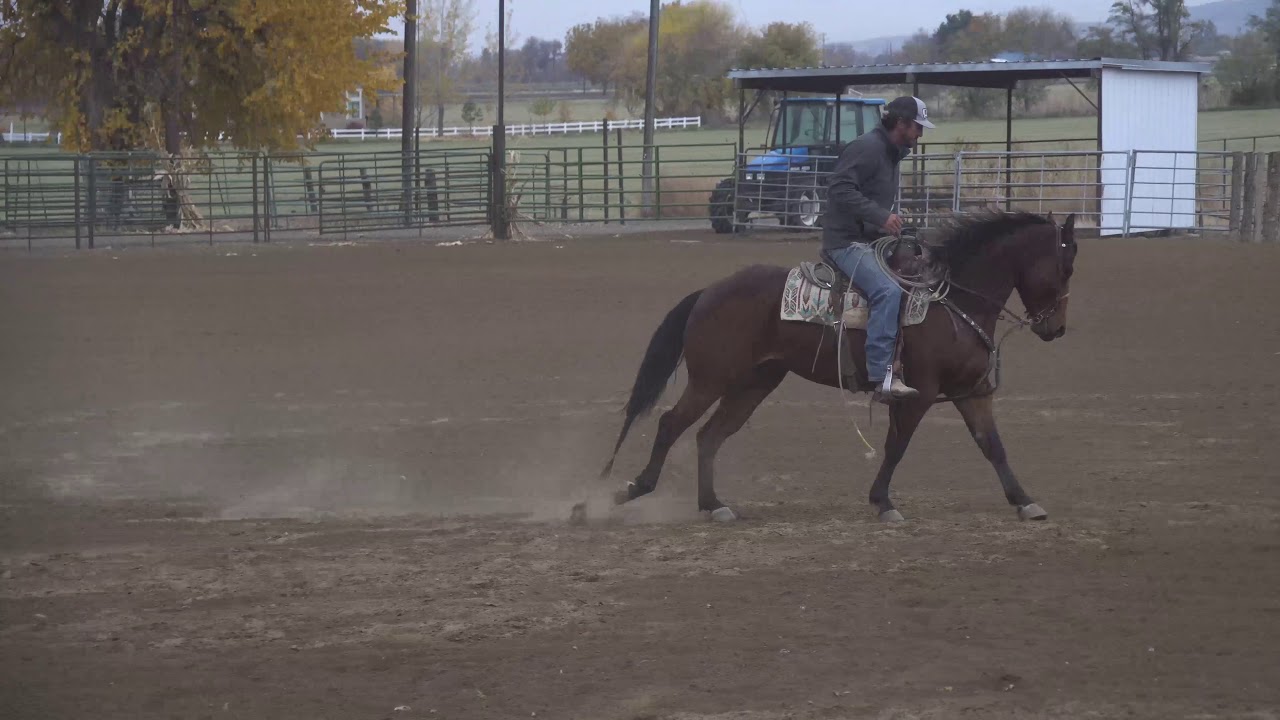 Hip 22 Shiney Irish Duke “Flynn” Consigned by J Arrow Livestock