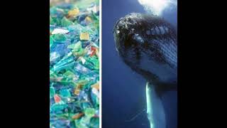 Episodio 37 Del 041122. Le Balene Ingoiano Milioni Di Microplastiche Al Giorno. Lo Studio Choc